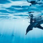 EcoLingo 2.0 : la technologie qui parle aux dauphins