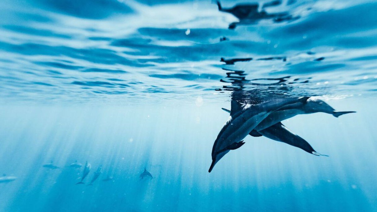 EcoLingo 2.0 : la technologie qui parle aux dauphins