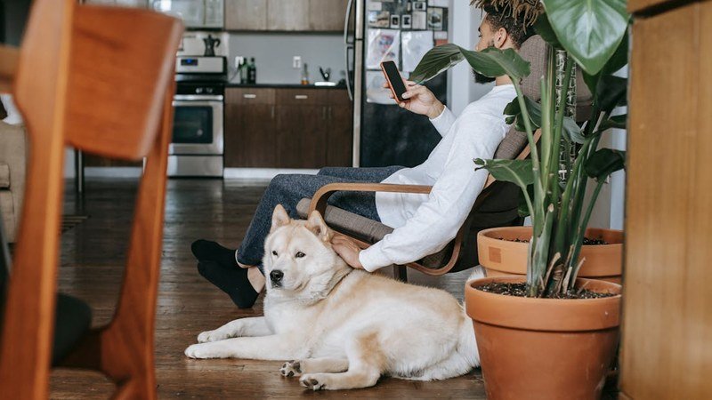 PetTalk Pro : la start‑up qui veut commercialiser le dialogue animal‑humain