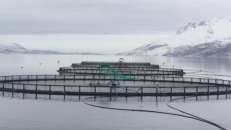 Installation aquacole industrielle de saumons