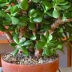 Plante Crassula ovata en pot