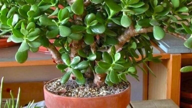 Arbre de jade : 5 conseils pour réussir son entretien