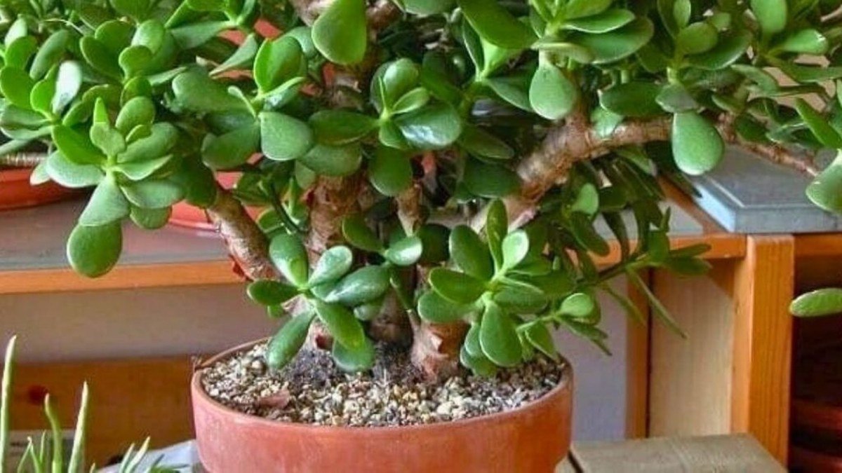 Plante Crassula ovata en pot