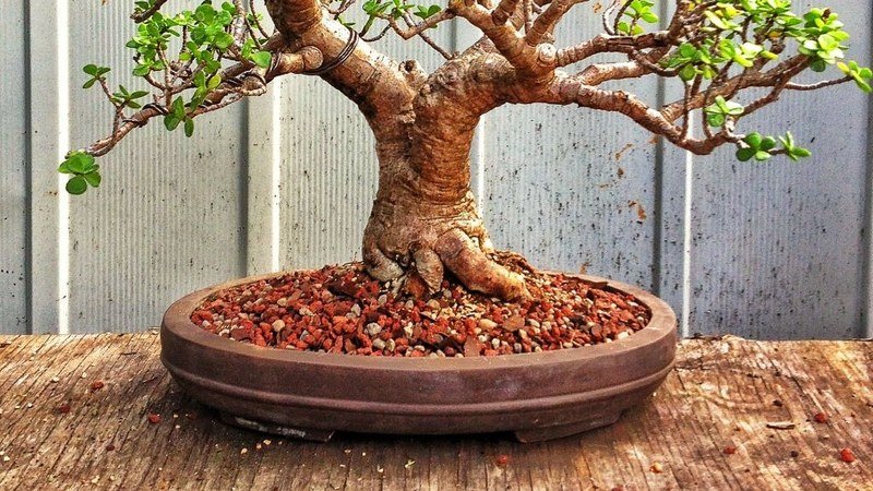 Grand arbre de jade forme bonsaï