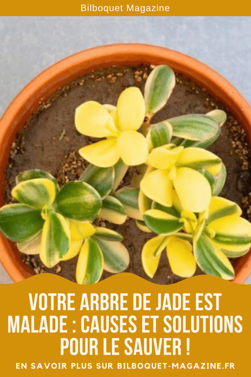 Feuilles d'arbre de jade abîmées
