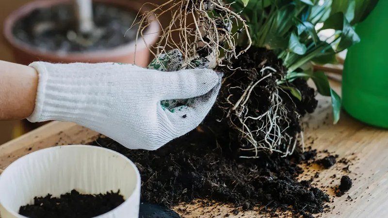Main rempotant une plante verte