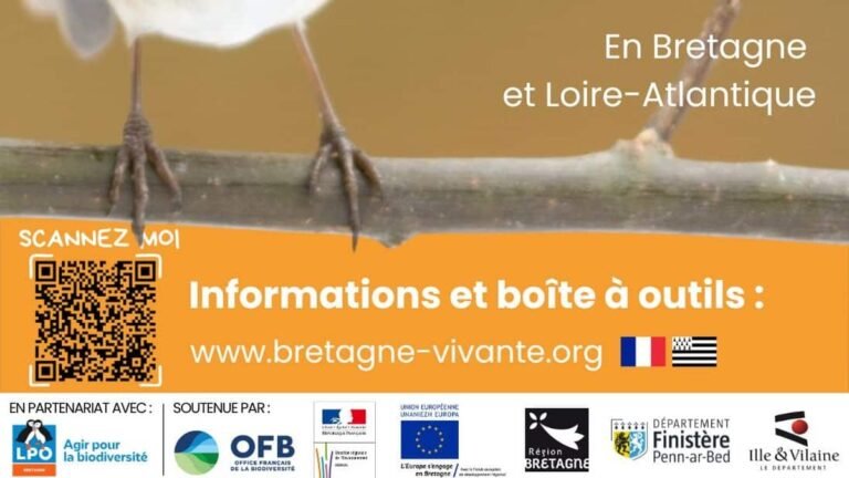 Oiseaux des jardins : 5 réflexes pour les identifier