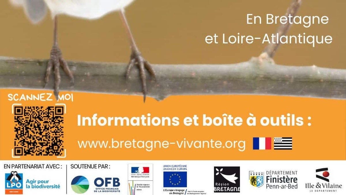 Participants observant les oiseaux dans un jardin pour le comptage national