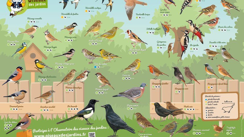 Oiseaux communs de jardin posés sur une branche