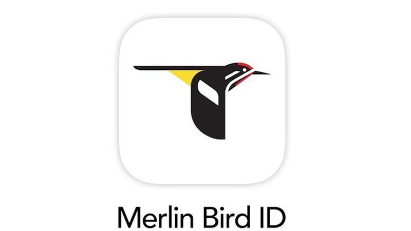 Interface de l'application mobile Merlin Bird ID sur smartphone